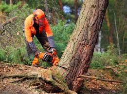 Best Palm Tree Trimming  in Lakeland South, WA